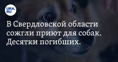 В Свердловской области сожгли приют для собак. Десятки погибших. Фото - ura.news - Свердловская обл.