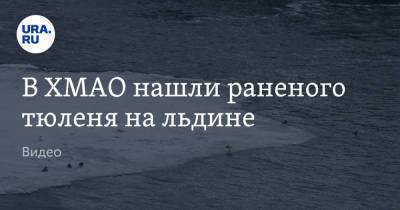 В ХМАО нашли раненого тюленя на льдине. Видео - ura.news - Ленинградская обл. - Югра