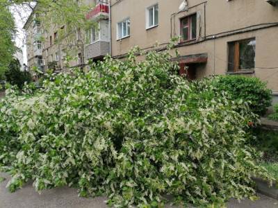 В Воронеже сильный ветер свалил цветущее дерево у подъезда жилого дома - gorcom36.ru - Воронеж