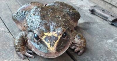 На Соломоновых островах нашли лягушку размером с младенца (фото, видео) - focus.ua - Соломоновы Острова - Находка