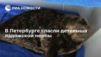 В Петербурге спасли детеныша ладожской нерпы - ria.ru - Россия - Ленинградская обл. - Санкт-Петербург