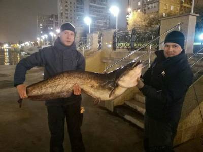 В центре Калининграда пойман гигантский сом весом более 25 кг - grodnonews.by - Россия - Калининград