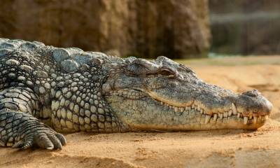Мертвого крокодила нашли на берегу Азовского моря в Кирилловке: фото - 24tv.ua - Запорожье