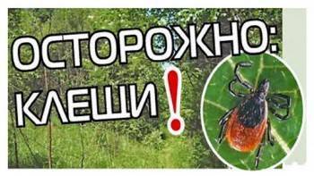 Более 160 детей в Вологодской области пострадали от укусов клещей - vologda-poisk.ru - Вологодская обл. - Череповец