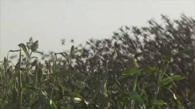 На севере Камеруна птицы уничтожили урожай проса - ru.euronews.com - США - Германия - Македония - Иерусалим - Камерун - Чад