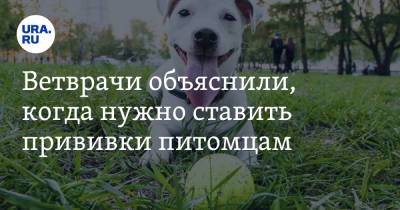 Карен Даллакян - Ветврачи объяснили, когда нужно ставить прививки питомцам - ura.news - Челябинск