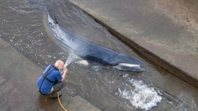 Маленького кита, который застрял на мели в Темзе, пришлось усыпить - 24tv.ua - Англия - Лондон - Великобритания