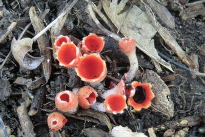 Краснокнижный мохнатый гриб нашли в лесу под Новосибирском: его называют «аленьким цветочком» - novos.mk.ru - Новосибирск