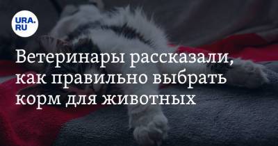 Карен Даллакян - Ветеринары рассказали, как правильно выбрать корм для животных - ura.news