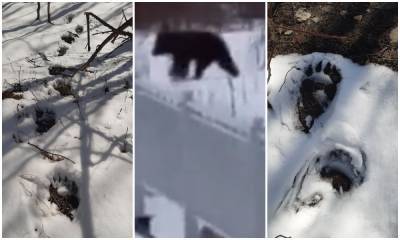 В карельском городе медведь гуляет рядом с вокзалом - gubdaily.ru