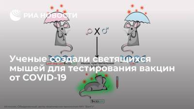 Ученые создали светящихся мышей для тестирования вакцин от COVID-19 - ria.ru - Москва - Белгород