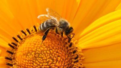 Владислава Грин - Медоносные пчелы оказались способны распознавать COVID-19 с помощью хоботка - nation-news.ru - Голландия