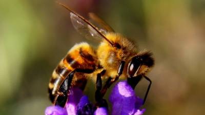 Биологи обучили пчел определять коронавирус по запаху - newinform.com - Голландия
