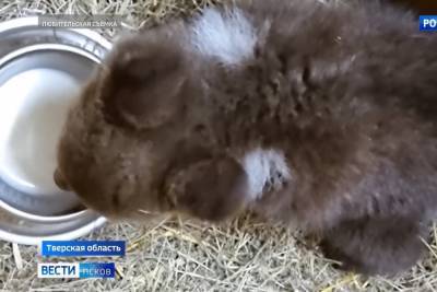 Маленькая медведица из Псковской области поладила с товарищами из тверского центра реабилитации - tver.mk.ru - Смоленск - Тверская обл. - Псковская обл. - Псков