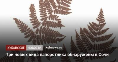 Три новых вида папоротника обнаружены в Сочи - kubnews.ru - Сочи - Краснодарский край