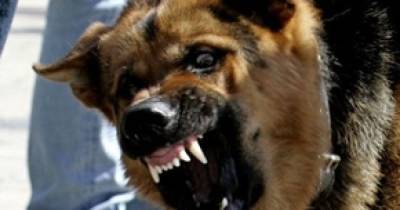 Выскочили на улицу и напали на прохожих: в Донецкой области собаки загрызли 34-летнего мужчину - tsn.ua - Мирноград - Донецкая обл.