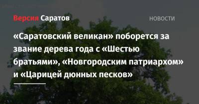 «Саратовский великан» поборется за звание дерева года с «Шестью братьями», «Новгородским патриархом» и «Царицей дюнных песков» - nversia.ru - респ. Дагестан - респ. Калмыкия