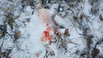 Дело об убийстве косули в Воронежской области дошло до суда - vestivrn.ru - Воронежская обл.