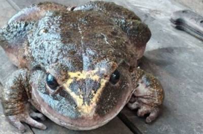 На Соломоновых островах видели лягушку размером с младенца - from-ua.com - Украина - Соломоновы Острова