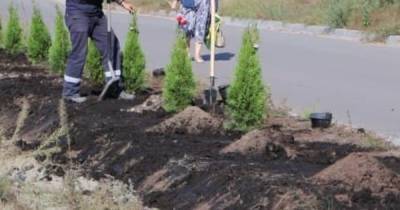 Хотел порадовать начальника: житель Черняховского района объяснил, почему украл туи - klops.ru - Калининградская обл.