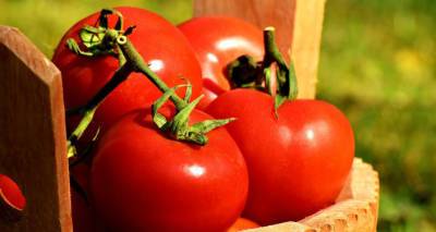 Что происходит с организмом, когда вы едите помидор? - ru.armeniasputnik.am
