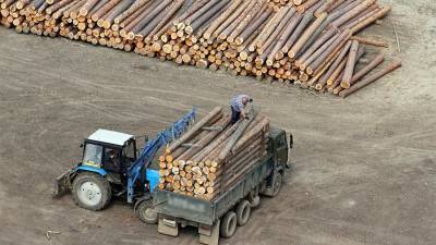 В Сибири зафиксирован самый высокий в РФ объем нелегальных лесозаготовок - iz.ru - Красноярский край - Иркутская обл. - ЦФО - респ.Бурятия