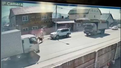 В Южно-Сахалинске в "Лэнд Крузер" врезалась лошадь - sakhalin.info - Южно-Сахалинск