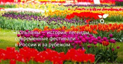 Тюльпаны — история, легенды, современные фестивали в России и за рубежом - skuke.net - Россия - Турция - Стамбул - Амстердам