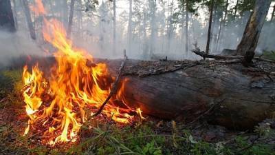 Число лесных пожаров в Башкирии в 2021 году возросло в 4,3 раза - interfax-russia.ru - Башкирия - район Кушнаренковский