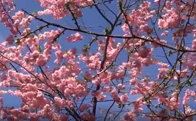 Видео: цветение сакуры началось в Ботаническом саду - ivbg.ru - Санкт-Петербург
