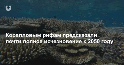 Коралловым рифам предсказали почти полное исчезновение к 2050 году - news.tut.by - Виктория - Веллингтон