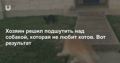 Хозяин решил подшутить над собакой, которая не любит котов. Вот результат - news.tut.by
