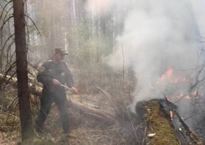 В Тюменской области за сутки вдвое выросла площадь лесных пожаров — до 48,2 тыс. гектаров - znak.com - Тюменская обл.