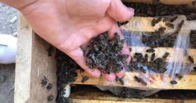 Виталий Глагола - Из Закарпатья 8 миллионов пчел отправили Укрпочтой: все насекомые погибли (фото) (8 фото) - tsn.ua