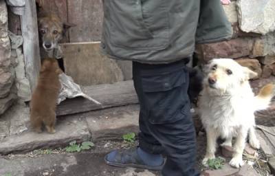 "Спасти было невозможно": голодные собаки растерзали пенсионерку на Тернопольщине, кадры - politeka.net