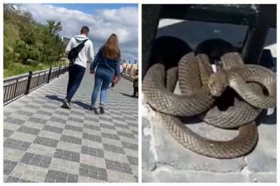 На одесском пляже встретили огромную змею, кадры: "Они до таких размеров вырастают?" - odessa.politeka.net - Одесса