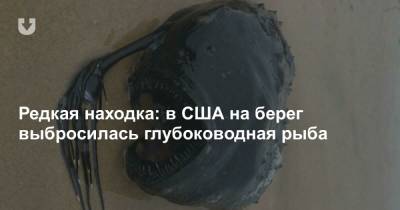 Редкая находка: в США на берег выбросилась глубоководная рыба - news.tut.by - Los Angeles