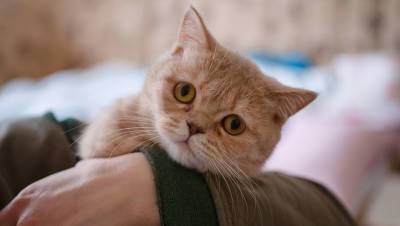 Приговор по делу о поставке наркотиков в колонию с помощью кота признали законным - gazeta.ru - Москва - Тула - Тульская обл.