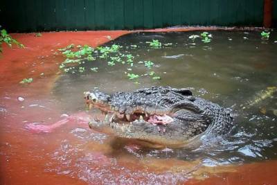 В Запорожской области нашли мертвого крокодила - lenta.ua - Запорожская обл. - Кирилловка