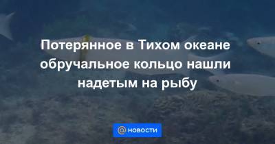 Потерянное в Тихом океане обручальное кольцо нашли надетым на рыбу - news.mail.ru - Австралия
