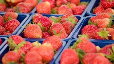 Сладкая клубника: зависит ли качество от цены, и как выбрать ягоду? - 5-tv.ru - Россия - Краснодар - Торговля