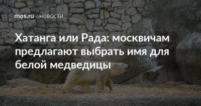 Хатанга или Рада: москвичам предлагают выбрать имя для белой медведицы - mos.ru - Москва