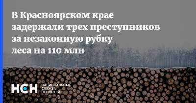 В Красноярском крае задержали трех преступников за незаконную рубку леса на 110 млн - nsn.fm - Россия - Красноярский край