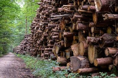 Экс-чиновник помог красноярцам незаконно вырубить лес на сотню миллионов рублей - news.vse42.ru - Россия - Красноярский край - Красноярск