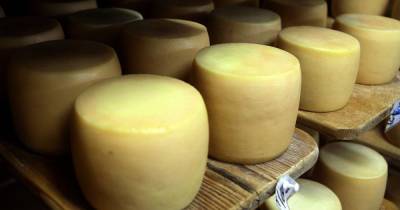 Украина увеличила импорт и экспорт сыра: откуда и куда везут - tsn.ua - Молдавия - Голландия