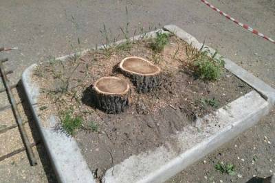 Власти Читы заявили, что не смогут прекратить вырубку деревьев в городе - chita.ru - Чита