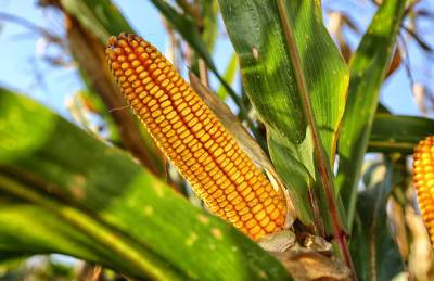 Украинской кукурузе прогнозируют рекордный год - agroportal.ua