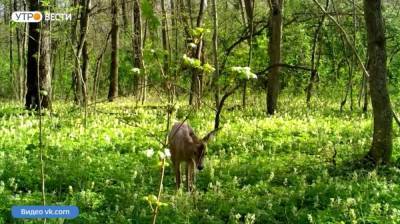 В Воронежской области на камеры попали гуляющие по цветущей поляне косули - vestivrn.ru - Воронежская обл.