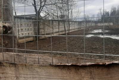 Жители Суворова жалуются на разгуливающих по улице свиней - tula.mk.ru - Тула - Тульская обл.