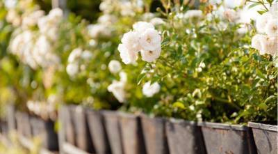 Где купить садовые розы: обзор питомников и лучшие сорта по мнению специалистов - skuke.net